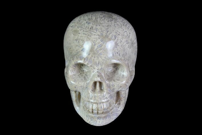 Realistic, Polished Fossil Coral Skull #116574